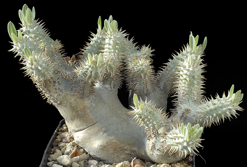 Pachypodium densiflorum v. densiflorum Cm. 29€ 150,00.jpg